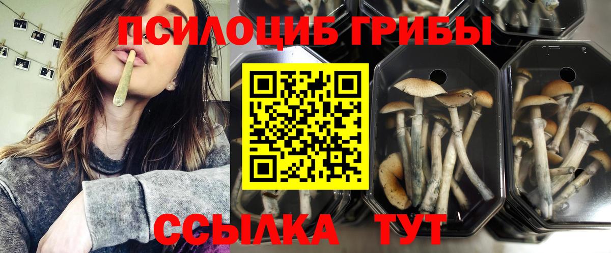 Галлюциногенные грибы Cubensis Вязники