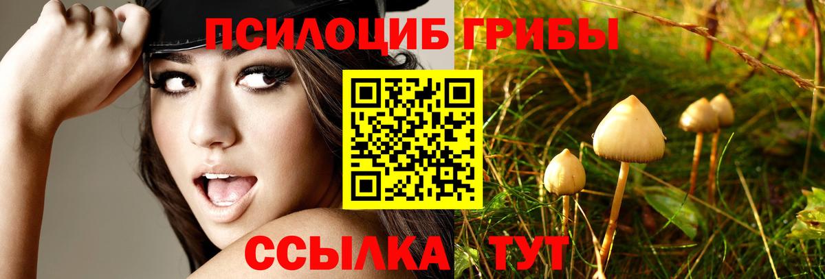 Галлюциногенные грибы мицелий  закладка  Вязники  Вход с VPN 